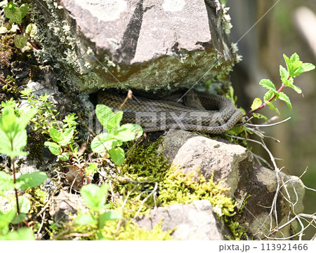 春に冬眠から目覚め、とぐろ巻く蛇（ヘビ） 113921466