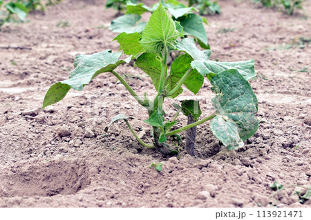 Cucumber bush with green leaves. 113921471