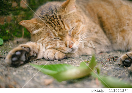 昼寝をする猫 113921874