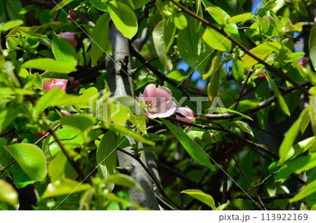 新緑の中で朝日を浴びて生き生きと成長しているピンク色の花梨の花 113922169