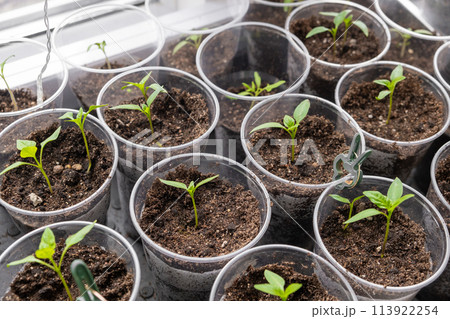 Young sprouts tomato, showcasing the growth of tomato seedlings in plastic glasses on a windowsill. Witness the emergence of delicate green leaves as the plants thrive indoors during spring 113922254
