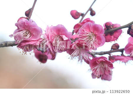 春を告げる紅梅の花 113922650