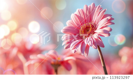 Vivid pink gerbera daisy on blurred background 113923297