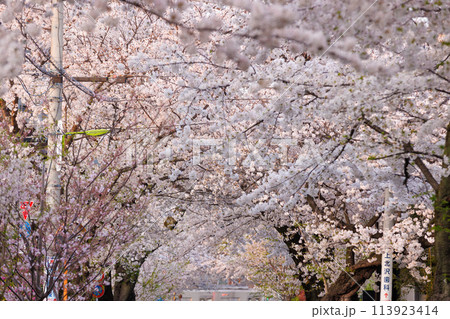 春_桜_桜並木 春_桜_桜並木 113923414