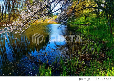 春の日差しを浴びて輝く満開の桜 春の日差しを浴びて輝く満開の桜 113923687