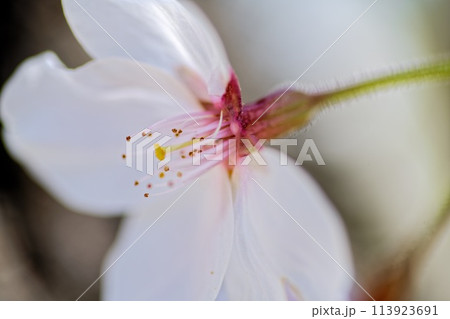 春の日差しを浴びて輝く満開の桜 113923691