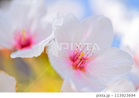 春の日差しを浴びて輝く満開の桜 113923694