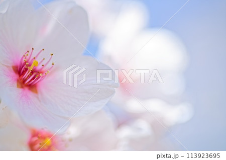 春の日差しを浴びて輝く満開の桜 113923695