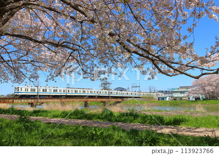 ［TD］春の大落古利根川を渡る東武野田線8000系電車 113923766