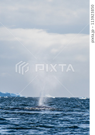 Sleeping Humpback whale in the Graham passage Sleeping Humpback whale in the Graham passage 113923850