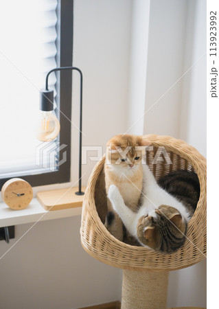 pet care concept with british and scottish cat relax and play together 113923992