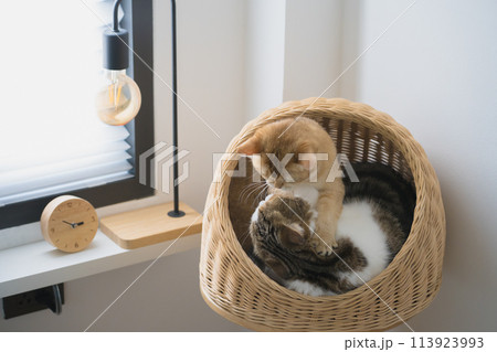 pet care concept with british and scottish cat relax and play together pet care concept with british and scottish cat relax and play together 113923993