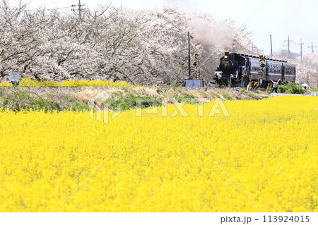 真岡鐵道「北真岡の桜と菜の花風景を走るSLもおか号」 113924015