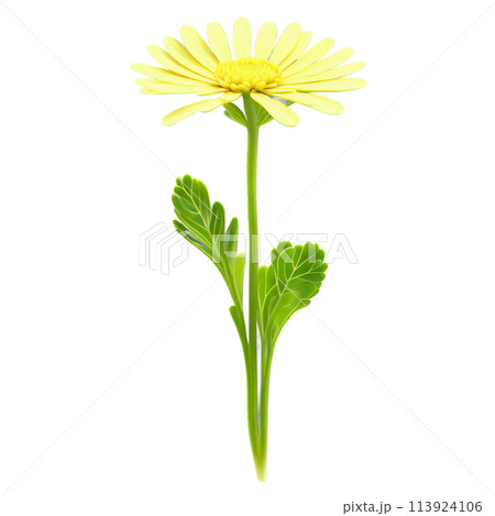 Shungiku microgreens Chrysanthemum coronarium delicate green leaves with a hint of yellow neatly displayed Microgreen 113924106