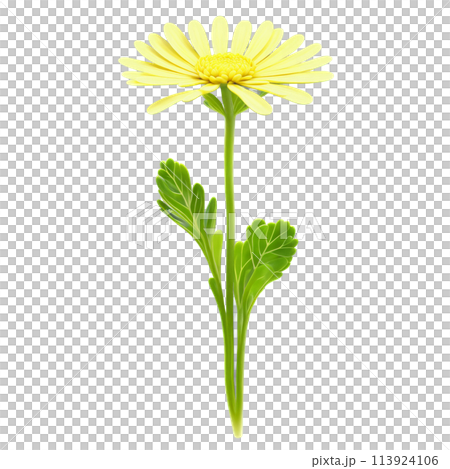 Shungiku microgreens Chrysanthemum coronarium delicate green leaves with a hint of yellow neatly displayed Microgreen 113924106