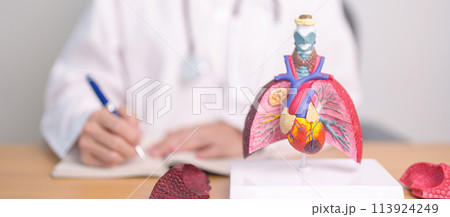 Doctor with heart Cardiovascular and Respiratory anatomy for Disease. Lung Cancer, Asthma, Chronic Obstructive Pulmonary or COPD, Bronchitis, Emphysema, Cystic Fibrosis, Bronchiectasis, Pneumonia 113924249