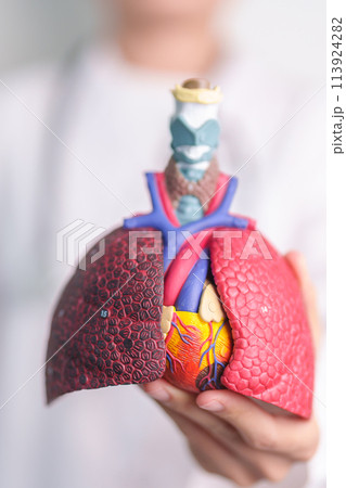 Doctor with Respiratory system anatomy for Diseases. Lung Cancer, Asthma, Chronic Obstructive Pulmonary or COPD, Bronchitis, Emphysema, Cystic Fibrosis, Bronchiectasis, Pneumonia and Pleural Effusion 113924282