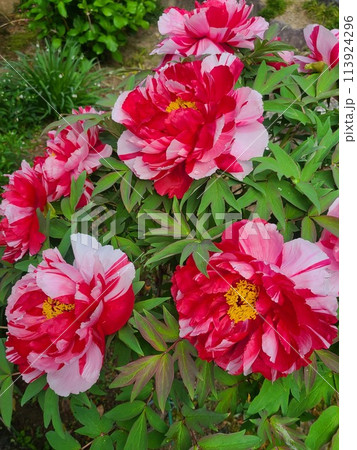 紅白鮮やかな牡丹「島錦」 紅白鮮やかな牡丹「島錦」 113924296