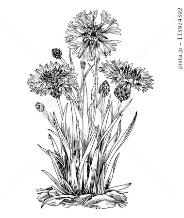 Cornflower Vector outline illustration. Handのイラスト素材