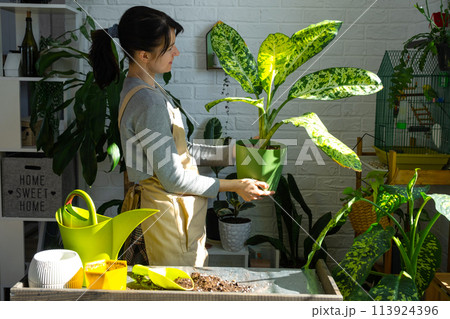 Repotting and caring home plant dieffenbachia Banana into new pot in home interior. Woman breeds and grows plants as a hobby, holds Varietal diffenbachia with large spotted leaves, large size 113924396
