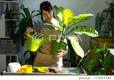 Repotting and caring home plant dieffenbachia Banana into new pot in home interior. Woman breeds and grows plants as a hobby, holds Varietal diffenbachia with large spotted leaves, large size Repotting and caring home plant dieffenbachia Banana into new pot in home interior. Woman breeds and grows plants as a hobby, holds Varietal diffenbachia with large spotted leaves, large size 113924398