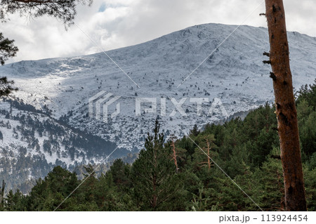 Snowy mountain seen through foreground trees in natural landscape 113924454
