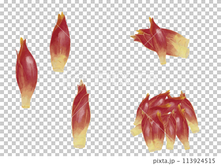 水彩風　ミョウガ　セット 113924515