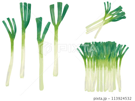 水彩風　白ネギ（長ネギ）　セット 113924532