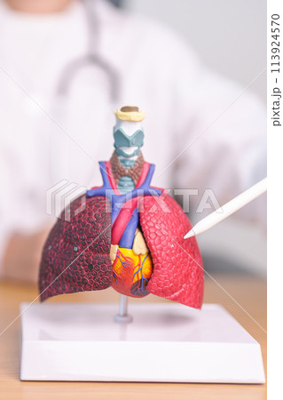 Doctor point Lung anatomy for Disease. Lung Cancer, Asthma, Chronic Obstructive Pulmonary or COPD, Bronchitis, Emphysema, Cystic Fibrosis, Bronchiectasis, Pneumonia and September world Lung day Doctor point Lung anatomy for Disease. Lung Cancer, Asthma, Chronic Obstructive Pulmonary or COPD, Bronchitis, Emphysema, Cystic Fibrosis, Bronchiectasis, Pneumonia and September world Lung day 113924570