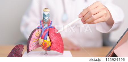 Doctor point Lung anatomy for Disease. Lung Cancer, Asthma, Chronic Obstructive Pulmonary or COPD, Bronchitis, Emphysema, Cystic Fibrosis, Bronchiectasis, Pneumonia and September world Lung day 113924596