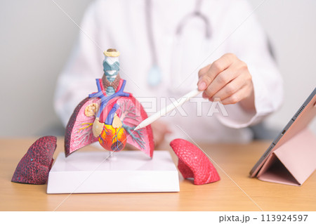 Doctor point Lung anatomy for Disease. Lung Cancer, Asthma, Chronic Obstructive Pulmonary or COPD, Bronchitis, Emphysema, Cystic Fibrosis, Bronchiectasis, Pneumonia and September world Lung day 113924597