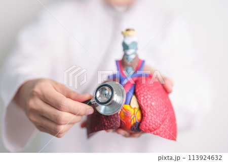 Hand hold Respiratory and Cardiovascular anatomy with stethoscope. Lung Cancer, Asthma, Chronic Obstructive Pulmonary or COPD, Bronchitis, Emphysema, Cystic Fibrosis, Bronchiectasis, Pneumonia. Hand hold Respiratory and Cardiovascular anatomy with stethoscope. Lung Cancer, Asthma, Chronic Obstructive Pulmonary or COPD, Bronchitis, Emphysema, Cystic Fibrosis, Bronchiectasis, Pneumonia. 113924632
