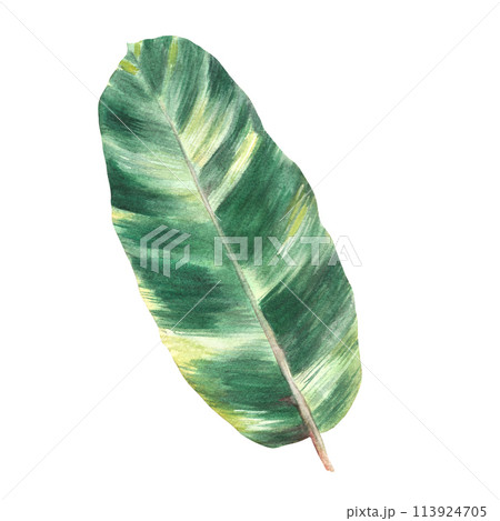 Tropical leaves, jungle plants. House plants calathea leaf, exotic tropical foliage. Watercolor hand drawn illustration. Realistic home floral jungle. Botany sticker print. Isolated white background. Tropical leaves, jungle plants. House plants calathea leaf, exotic tropical foliage. Watercolor hand drawn illustration. Realistic home floral jungle. Botany sticker print. Isolated white background. 113924705
