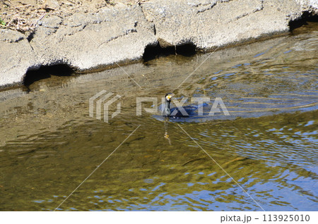多摩 八王子 湯殿川はこんな感じ 多摩 八王子 湯殿川はこんな感じ 113925010