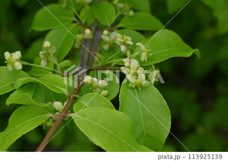 ニシキギの花・世界三大紅葉樹の一つ 113925139