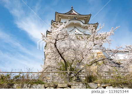 兵庫県明石市・桜が満開の明石城の櫓 113925344