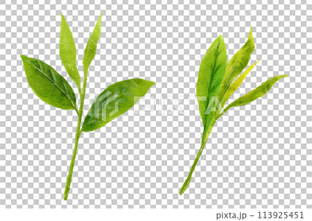 茶葉的水彩插圖 113925451