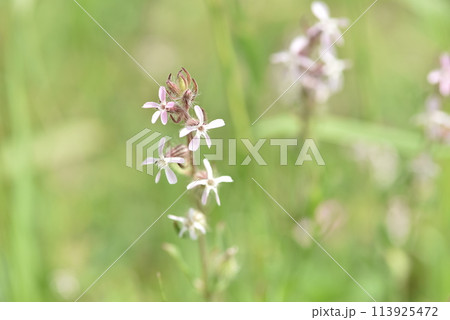 薄いピンク色のシロバナマンテマ 113925472