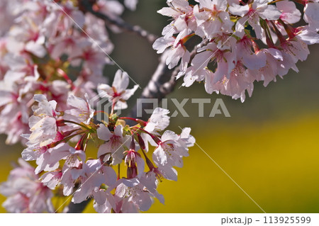 満開の玉縄桜 113925599