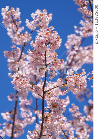 満開の玉縄桜 113925600