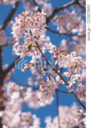 満開の玉縄桜 113925601