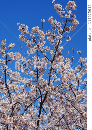 満開の玉縄桜 満開の玉縄桜 113925616