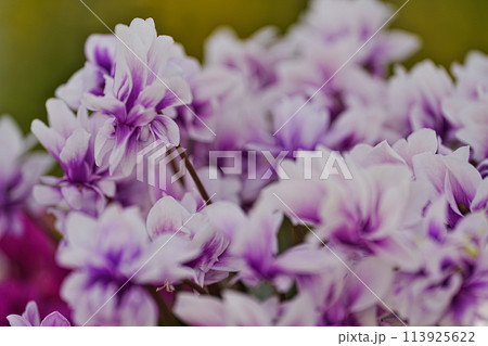 可憐なシクラメンの花 可憐なシクラメンの花 113925622