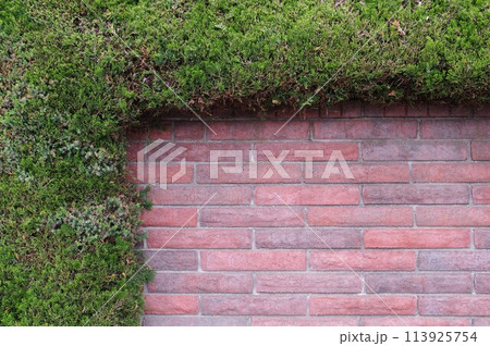 緑の植え込み（垣根）と赤い煉瓦壁1 113925754