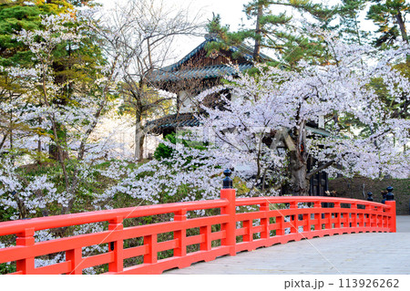 爽やかな朝を迎えた杉の大橋と南内門 弘前城 青森県  爽やかな朝を迎えた杉の大橋と南内門 弘前城 青森県  113926262