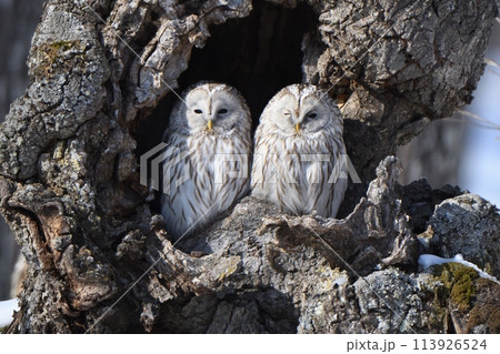 大木の洞にいるエゾフクロウのつがい 大木の洞にいるエゾフクロウのつがい 113926524