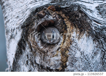 北海道の公園で木の巣穴から顔を出すエゾモモンガ 北海道の公園で木の巣穴から顔を出すエゾモモンガ 113926537