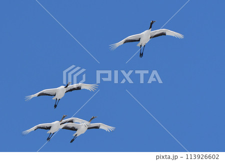 北海道鶴居村の青空を飛ぶタンチョウの群れ 113926602