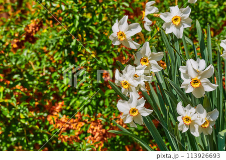 White tender May daffodils on a green orange lawn 113926693