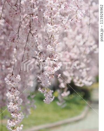 福島県喜多方市日中線のしだれ桜 113926962